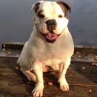 Olde English Bulldog 2