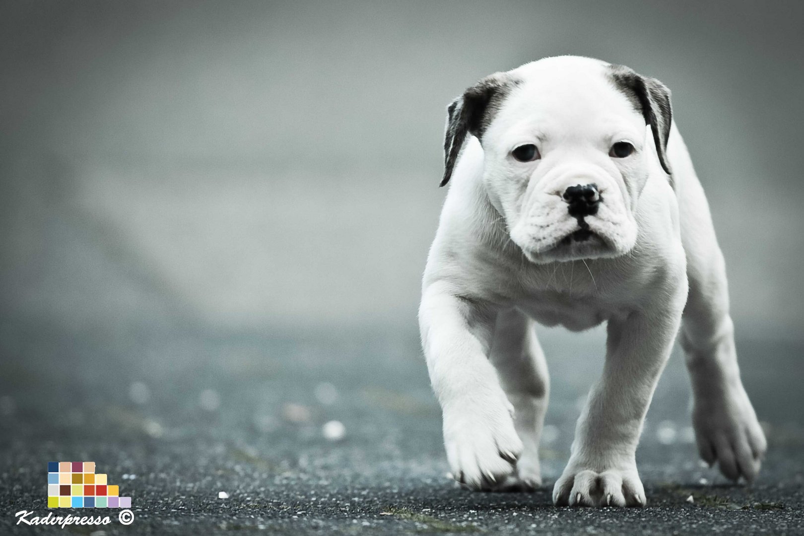 Olde English Bulldogge