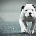 Olde English Bulldogge