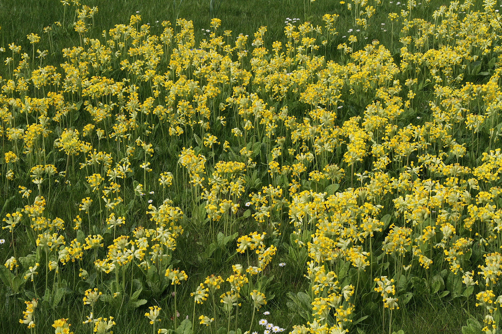 Oldenburg Stadtmitte ... der Frühling