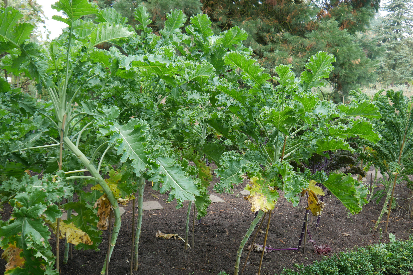 Oldenburger Palme