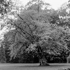 Oldenburger_Stadtparkbaum