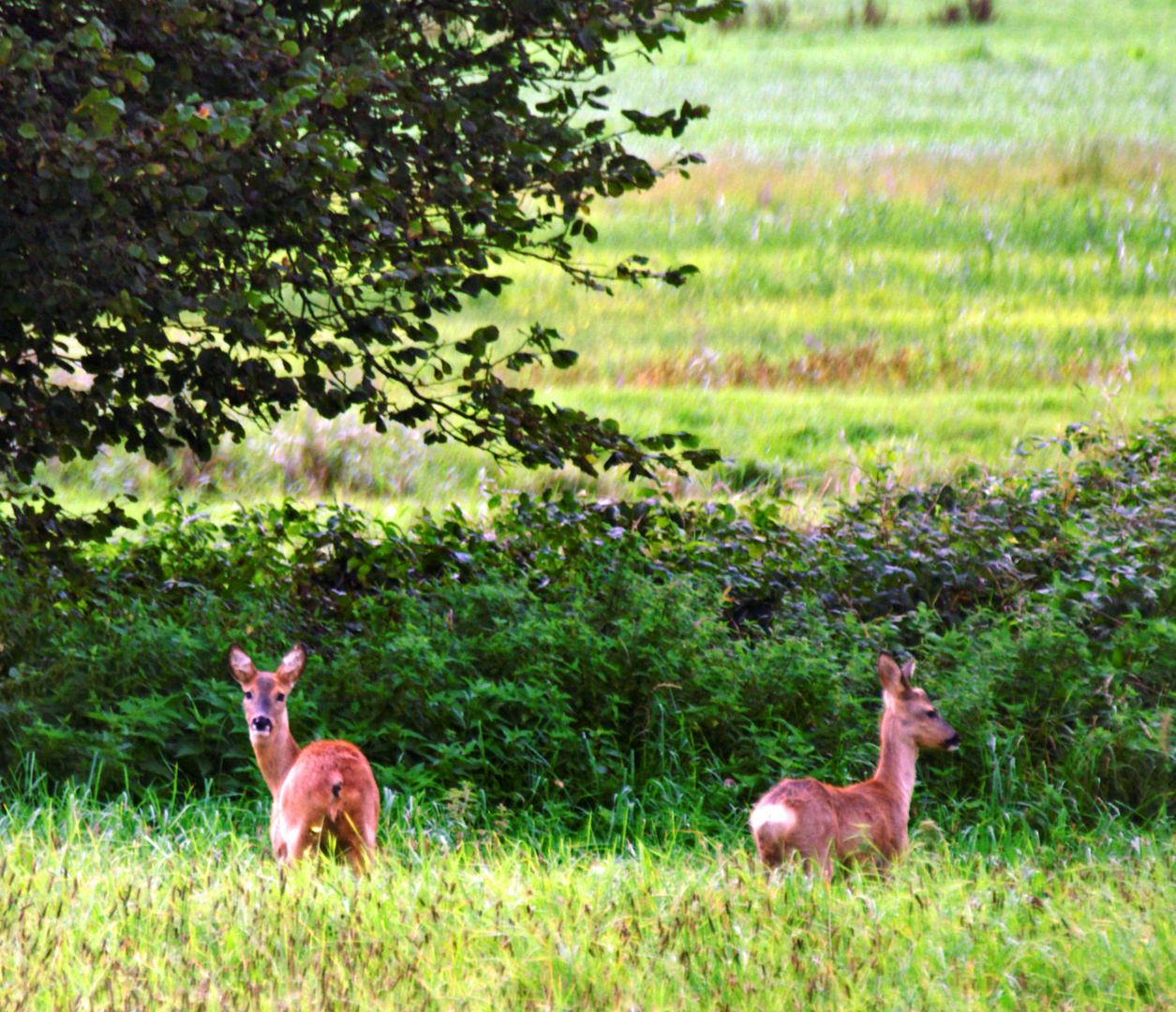 Oldendorf Kreis Steinburg Rehe