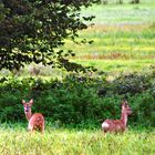 Oldendorf Kreis Steinburg Rehe