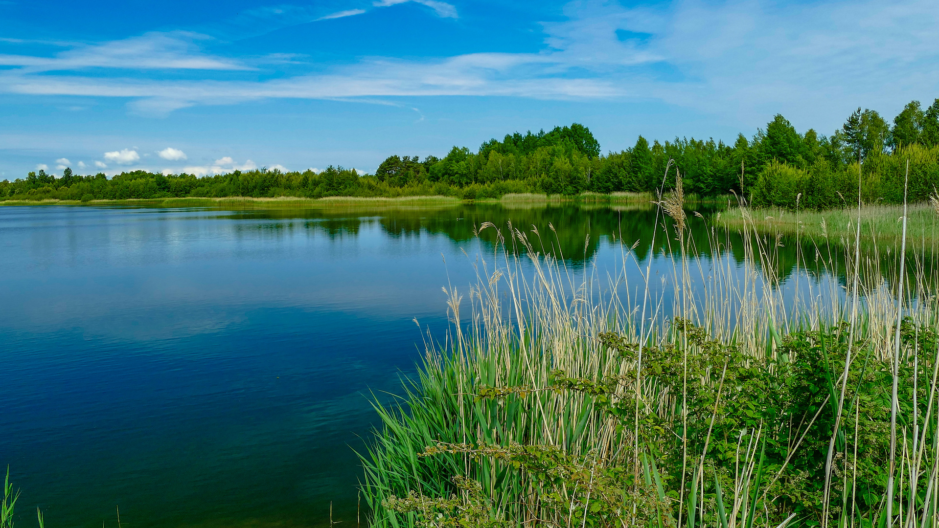 Oldendorfer Teich im Sommer