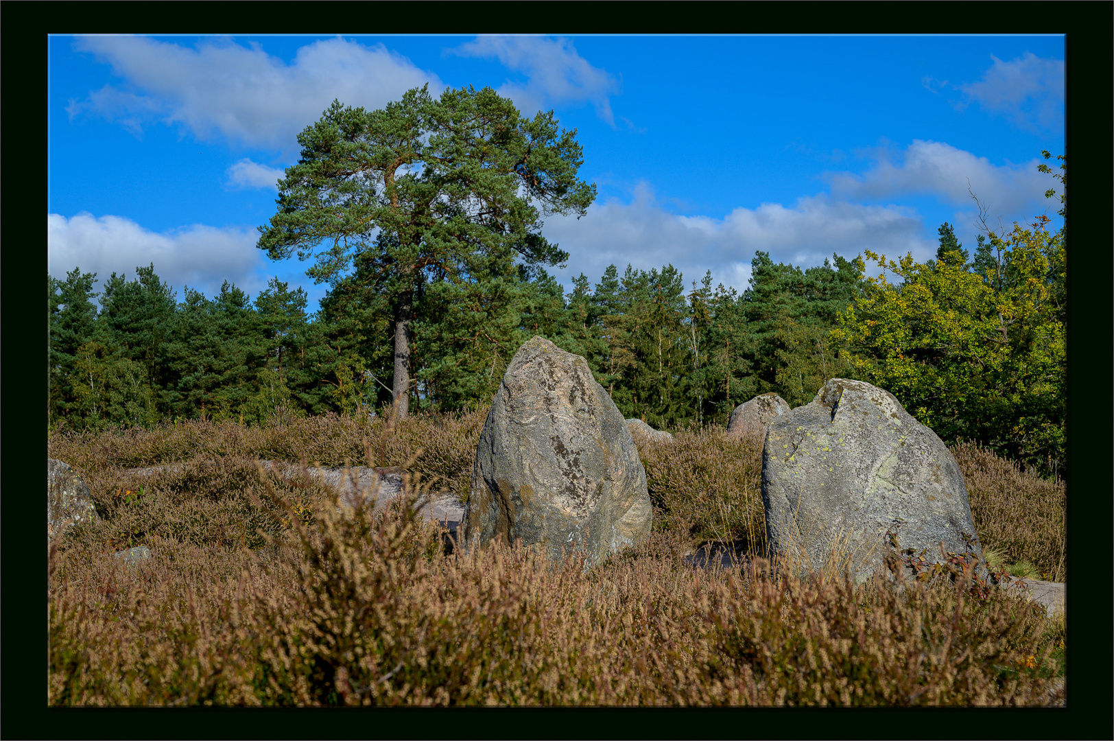 Oldendorfer Totenstatt - Lüneburger Heide