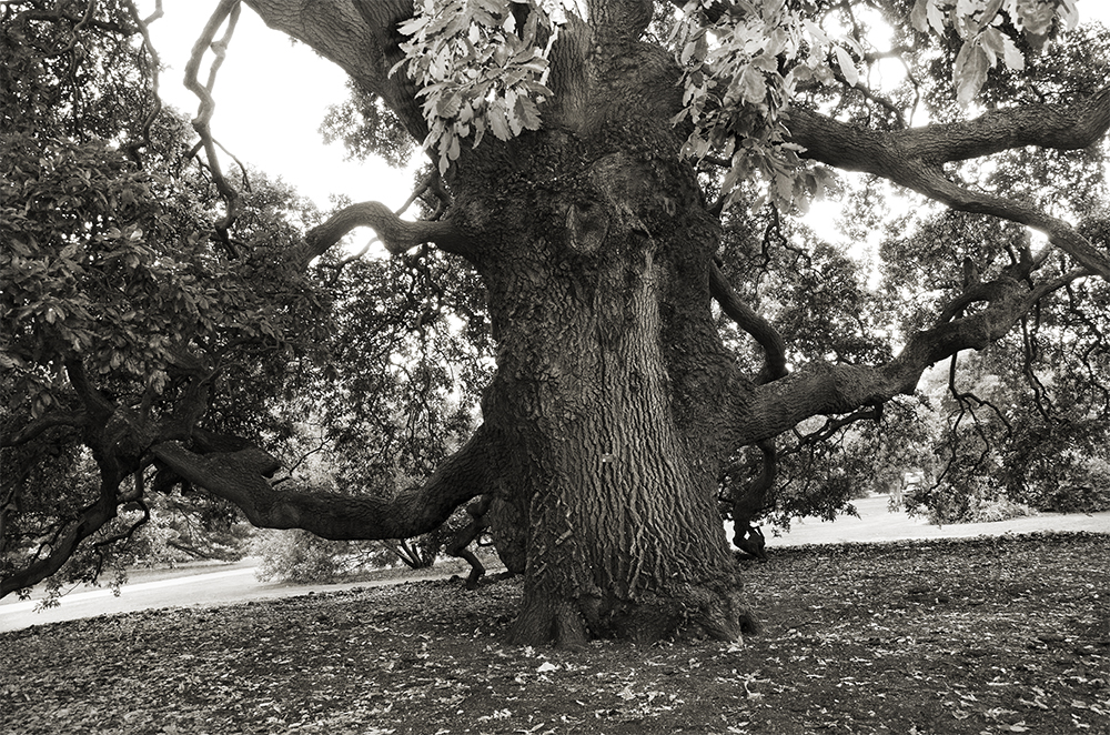 Oldest Tree at Kew Gardens