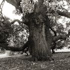 Oldest Tree at Kew Gardens