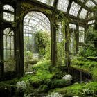 old_greenhouse_overgrown_with_orchids_11