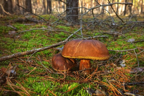 Oldies im Kiefernwald ...