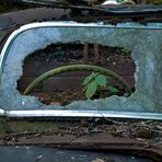 Oldtimer auf dem Autofriedhof Gürbetal in der Schweiz