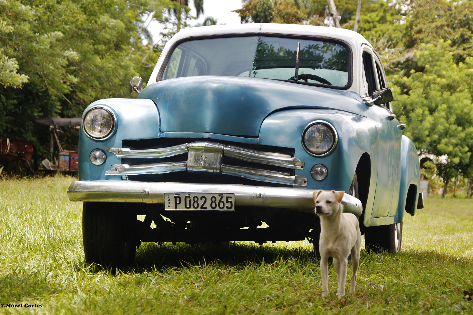 Oldtimer mit Hund