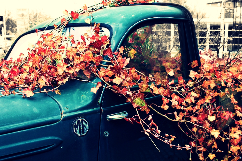 Oldtimer & Vegetation