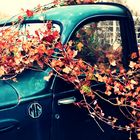 Oldtimer & Vegetation