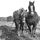 Oldtimerpfügen ...