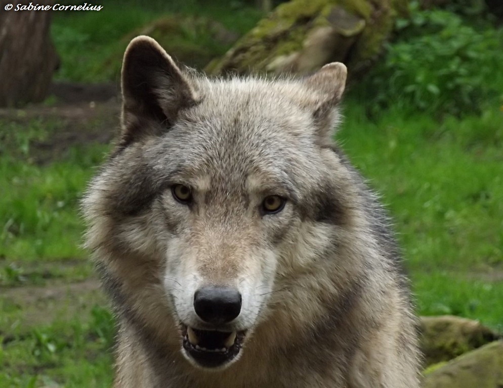 Ole aus dem Wildpark Lüneburger Heide