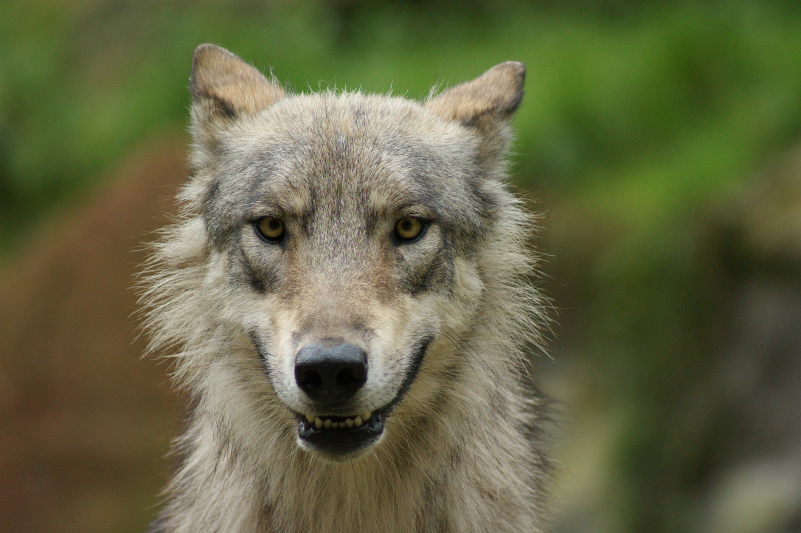 Ole, der schielende Wolf