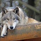 ole (der Wolf) ruht........