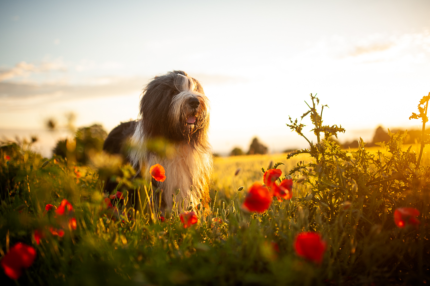 Ole im Mohn bei Abendlicht