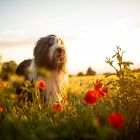 Ole im Mohn bei Abendlicht