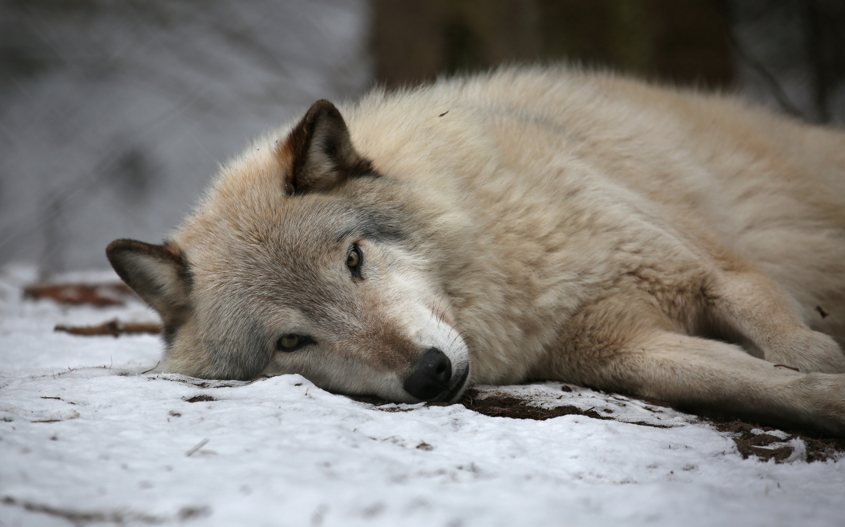 Ole im Schnee