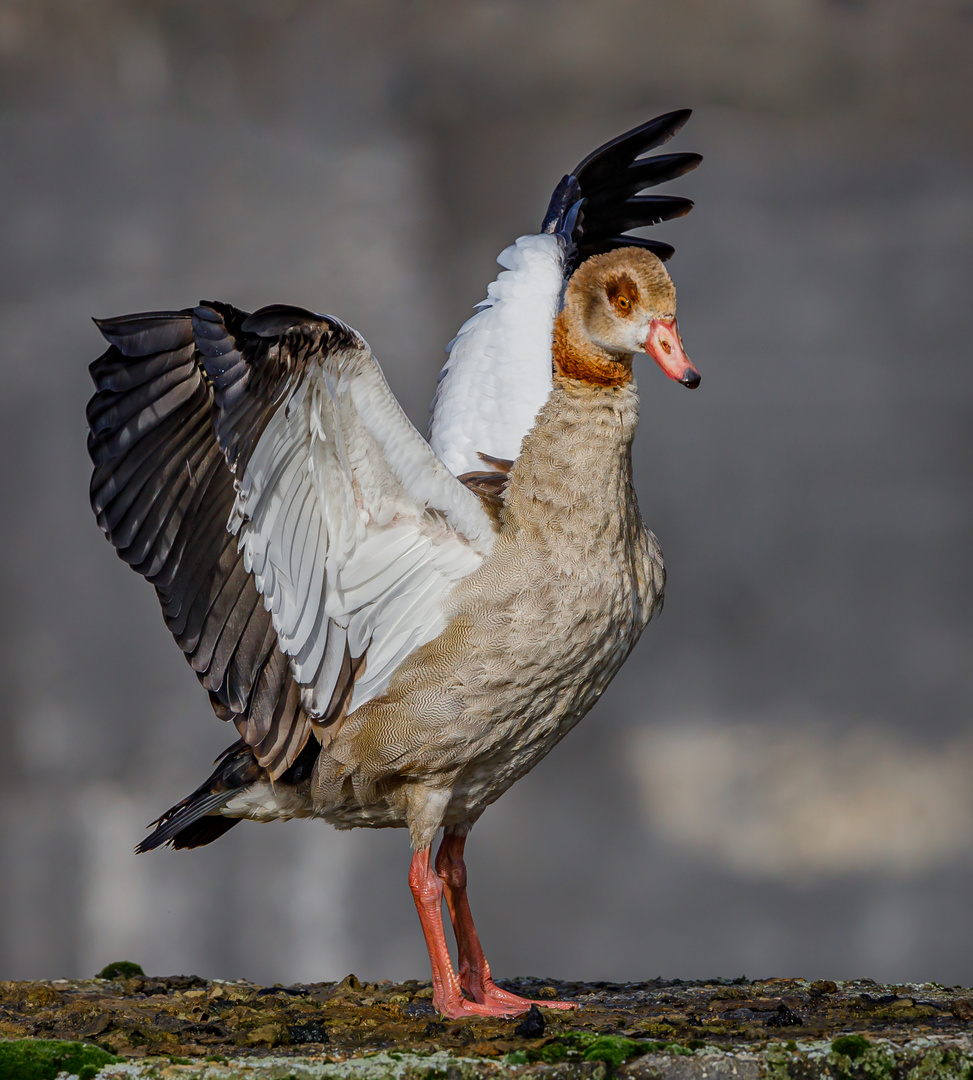 Olé - Tanzvorführung einer Nilgans (Alopochen aegyptiaca) 