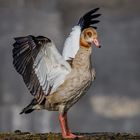 Olé - Tanzvorführung einer Nilgans (Alopochen aegyptiaca) 