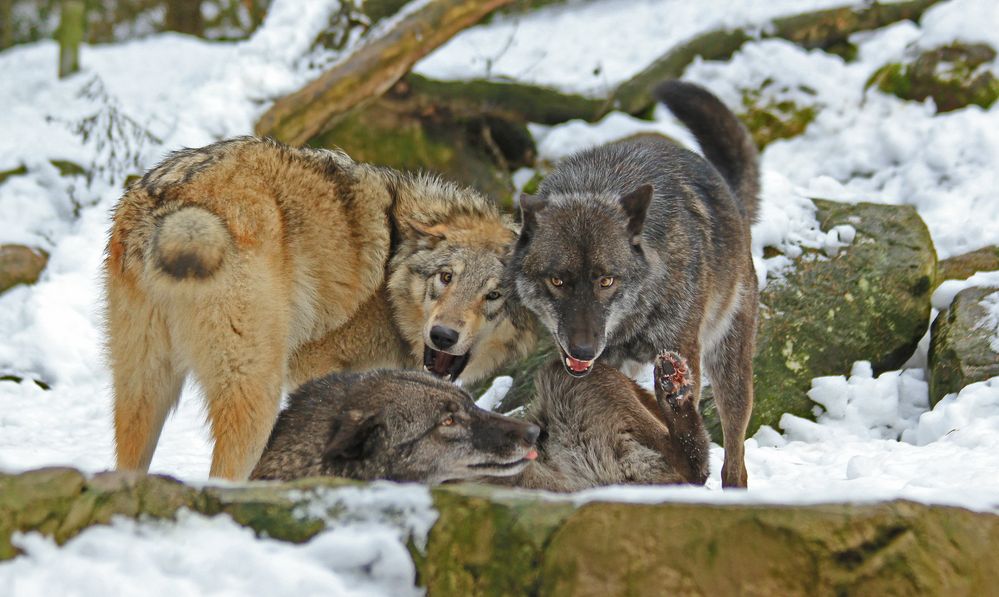 Ole und seine Jungs