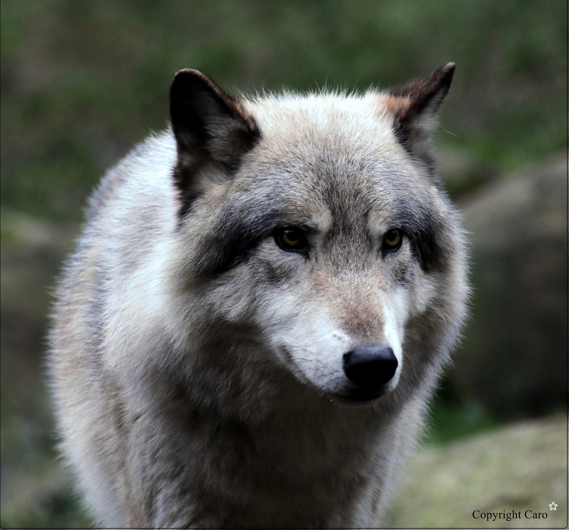 Olé unser hübscher Timberwolf