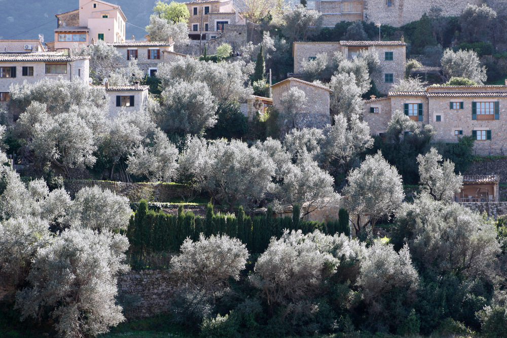 Olea europaea