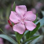 Oleander