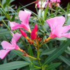 Oleander