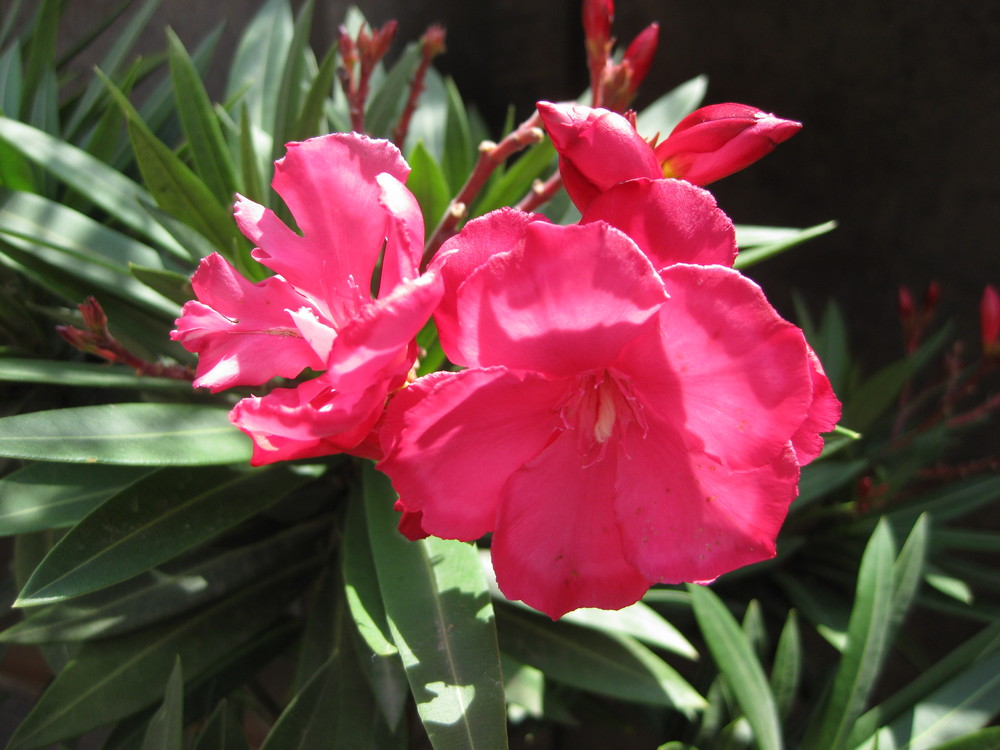 Oleander