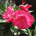 Oleander