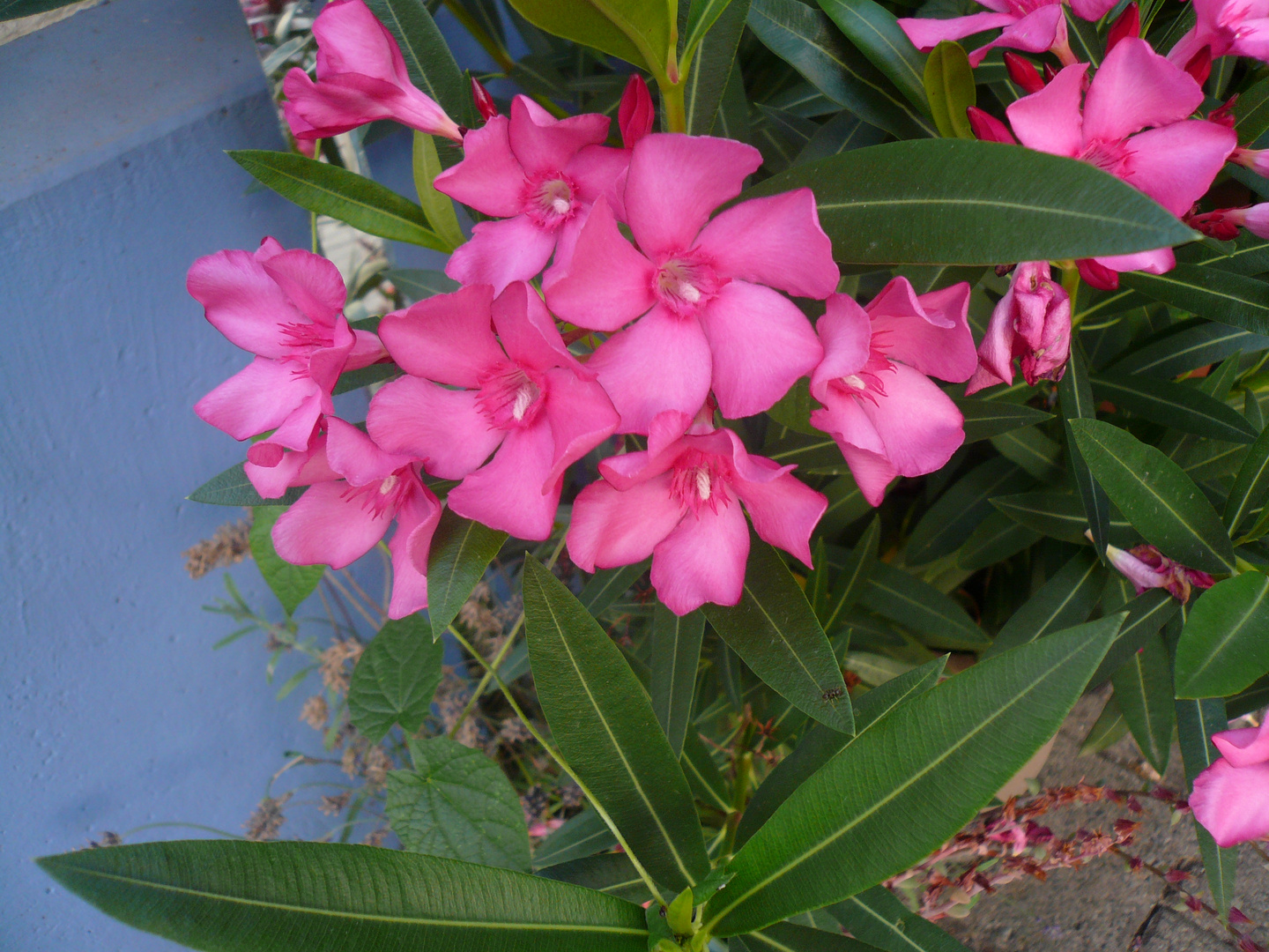 oleander