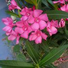 oleander