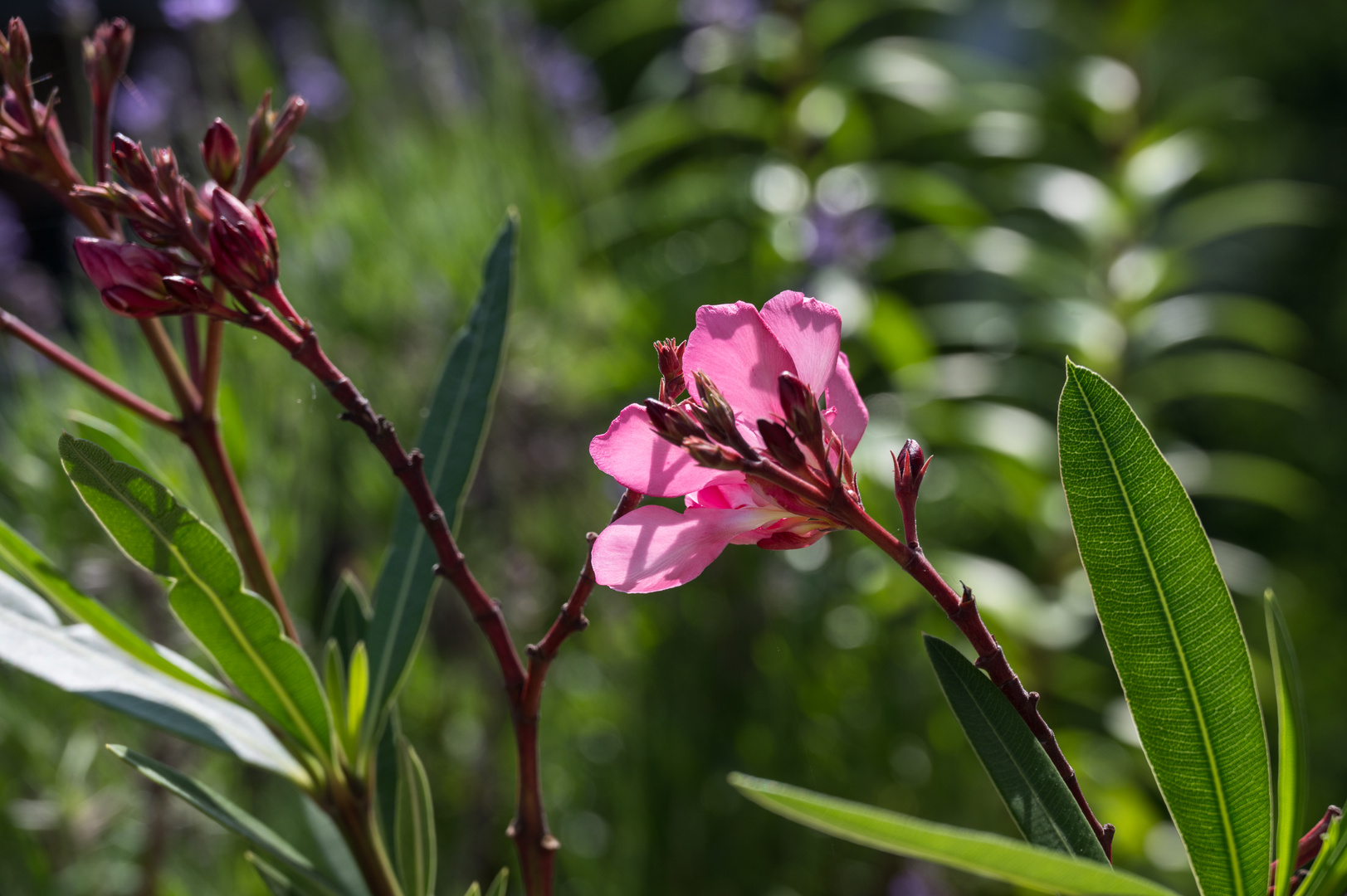 Oleander - 1