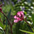 Oleander - 1