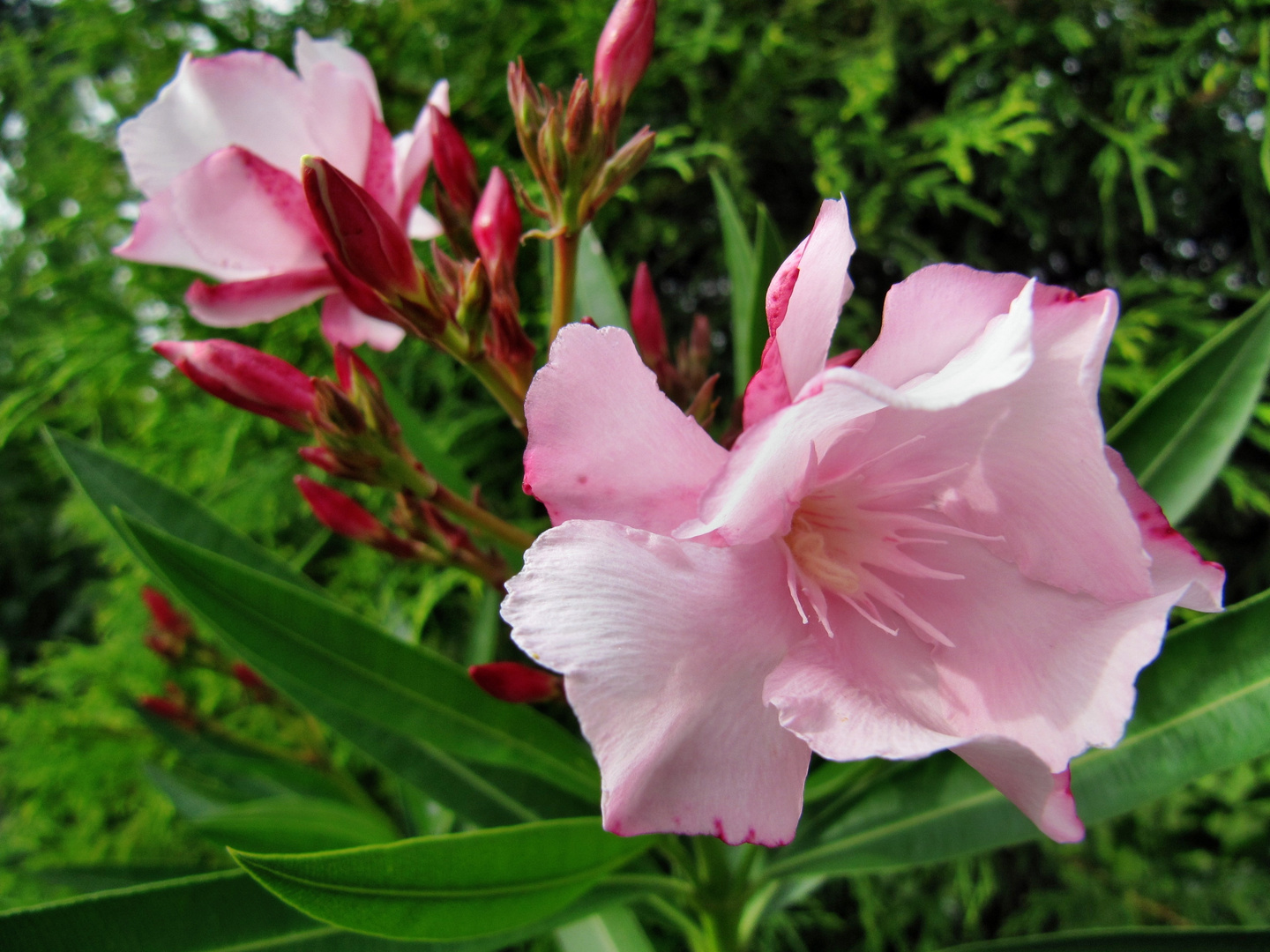 Oleander 1