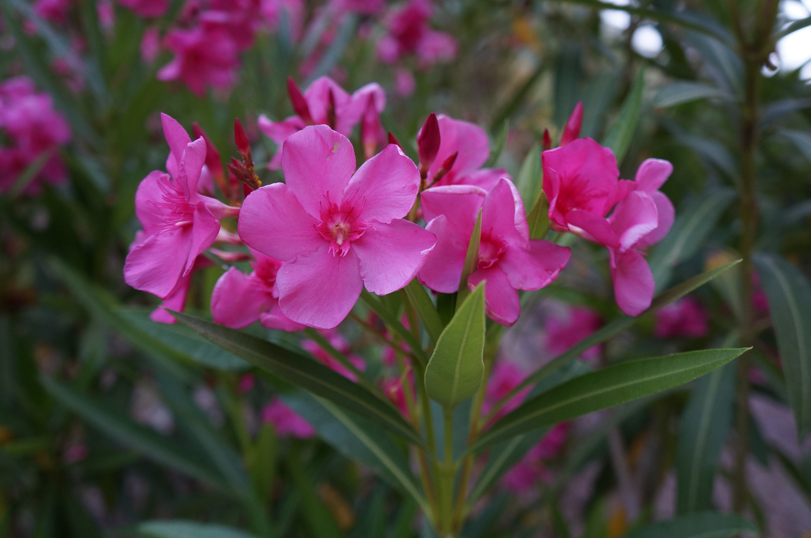 Oleander