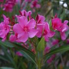 Oleander