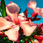 Oleander