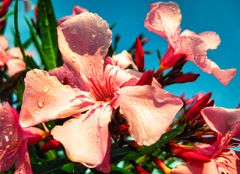 Oleander