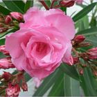 Oleander