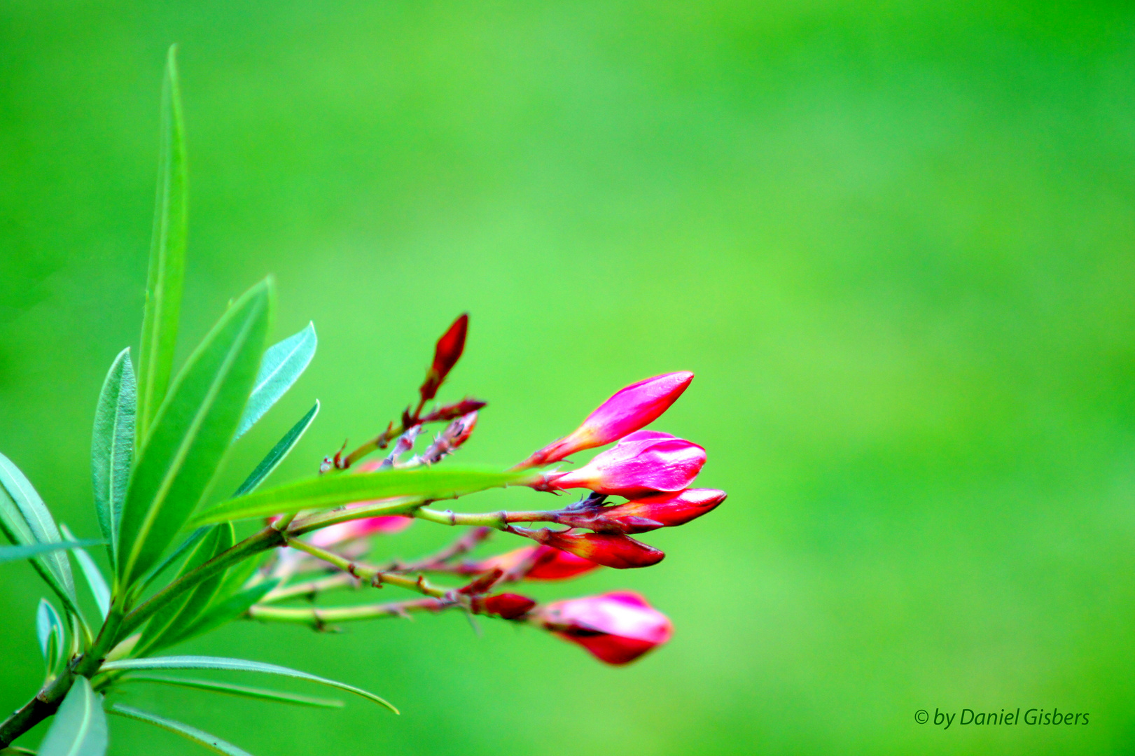 Oleander