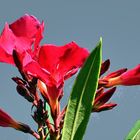 Oleander