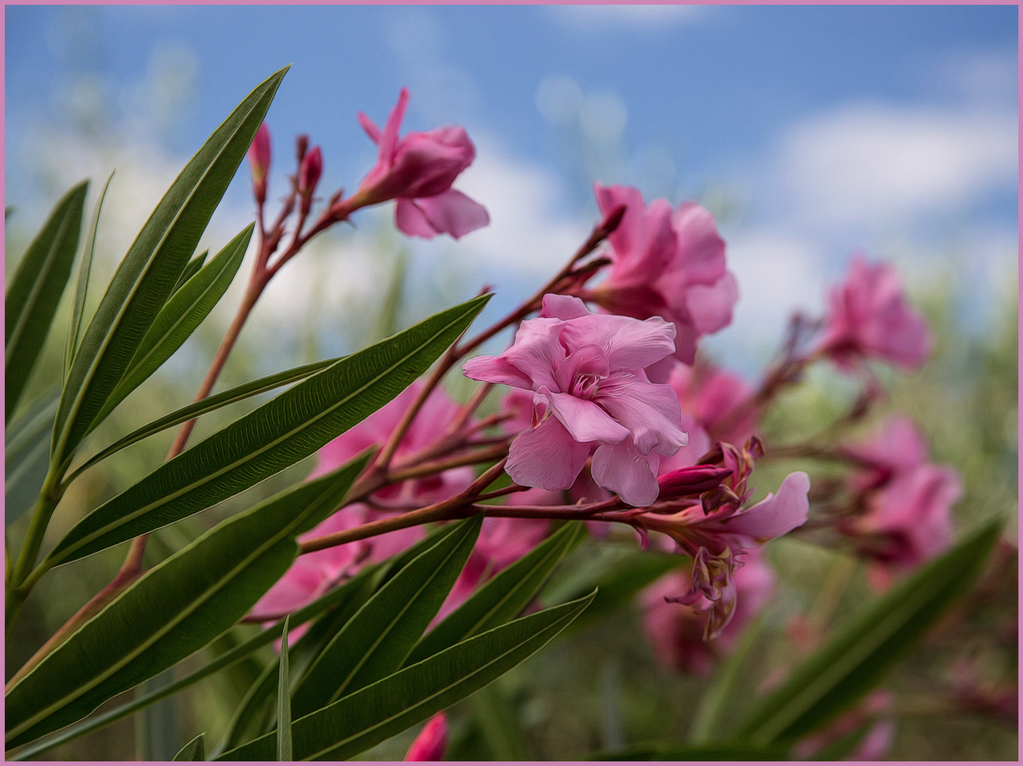 Oleander