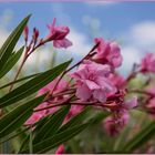 Oleander