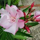 Oleander 2