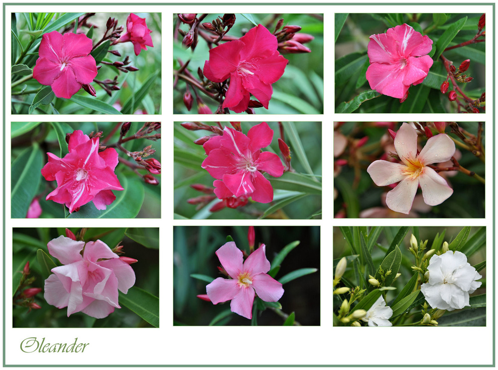 Oleander -2-